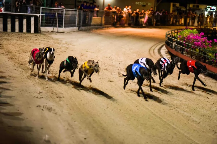 Mẹo Cược Đua Chó Alo789 Bất Bại Từ Các Chuyên Gia Lão Làng 2 Mẹo Cược Đua Chó Alo789 Bất Bại Từ Các Chuyên Gia Lão Làng