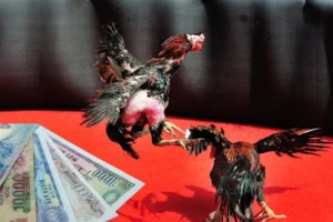 Chinh Phục Đấu Trường Đá Gà Sabong Alo789 Với Bí Kíp Độc Quyền